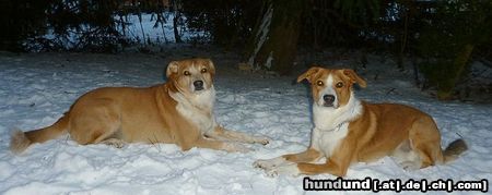 �sterreichischer Pinscher Balthasar & Ferdinand