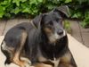 �sterreichischer Pinscher, Was denn, l�cheln soll ich auch noch?