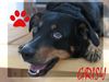 �sterreichischer Pinscher, Grisy (Griselda vom Bogenhof)
