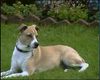 �sterreichischer Pinscher, �sterreichischer Pinscher 