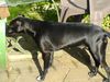 �sterreichischer Pinscher, Black-Pearl von Roit