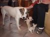 Ostsibirischer Laika, Noomi mit KH CHI�Welpen