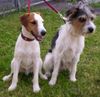 Parson-Russell-Terrier, Curt und Gary