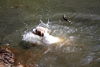 Parson-Russell-Terrier, Vor und nach dem Baden, Agent 13 Wochen