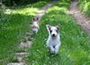 Parson-Russell-Terrier, Vor und nach dem Baden, Agent 13 Wochen