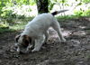 Parson-Russell-Terrier, Vor und nach dem Baden, Agent 13 Wochen