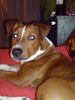 Patterdale-Terrier, Elvis, 5 1/2 Monate