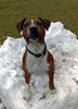 Patterdale-Terrier, Elvis   1,5 Jahre
