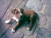 Patterdale-Terrier, Elvis, 10 Wochen