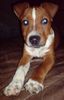 Patterdale-Terrier, Elvis, 10 Wochen