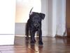 Patterdale-Terrier, Nelson 12 Wochen