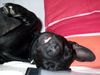 Patterdale-Terrier, Nelson 4 Monate