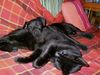 Patterdale-Terrier, Nelson 4 Monate