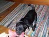 Patterdale-Terrier, Nelson 8 Wochen