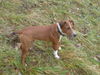 Patterdale-Terrier, Elvis, 13 Wochen