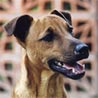 Patterdale-Terrier Patterdale-Terrier
