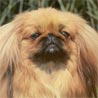 Pekinese, Pekingese, Peking-Palasthund
