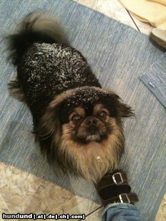 Pekinese Blacky
