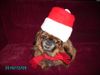 Pekinese, Unser Nathan
