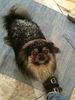 Pekinese, Blacky