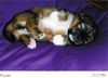 Pekinese, Miyoko 4 Wochen alt