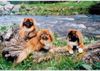 Pekinese, Dorian, Lilibess und Miyoko