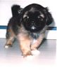 Pekinese, Dorian 8 Wochen alt