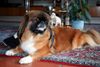 Pekinese, Lilibess