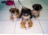 Pekinese, Piggy mit Miyoko und Dorian