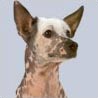 Peruvian Inca Orchid, Moonflower Dog, Perro Flora Peruvian Inca Orchid, Moonflower Dog, Perro Flora