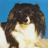Phalene, Epagneul Nain Continental, Kontinentaler Zwergspaniel Phalene, Epagneul Nain Continental, Kontinentaler Zwergspaniel