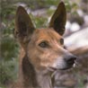 Podenco Canario
