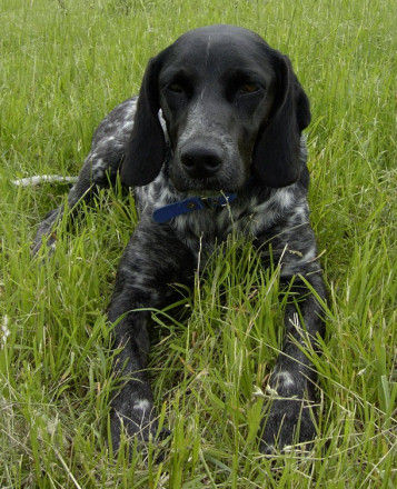 Pointer Amy ehemals griech. Stra�enhund