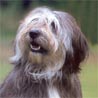 Polnischer Niederungshütehund