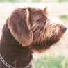 Pudelpointer Pudelpointer