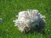 Puli, Mein fliegender Teppich Apaly