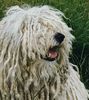 Puli, Arpad, der Puli, der �ber den Dingen stand