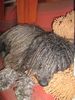Puli, unser Timmy mit seinem Pulib�r