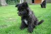 Pumi, Carlchen Clax vom Hexenh�uschen sucht 100% Familienanschlu�