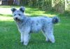Pumi, Pumi�s vom Hexenh�uschen