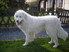 Pyren�enberghund, Balou