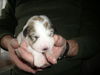 Pyren�enberghund, wir haben noch drei Welpen M�dchen von Arizona und Andy