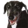 Rampur-Windhund