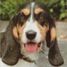 Rauhhaariger Berner Niederlaufhund Rauhhaariger Berner Niederlaufhund
