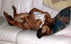 Redbone Coonhound, Faro as couch potato 