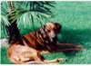Redbone Coonhound, Faro relaxing under the palm tree
