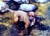 Redbone Coonhound, Faro - Gone fishing 