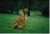 Redbone Coonhound, Faro mitten im Park 