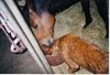 Redbone Coonhound, Faro - Dinner for two  