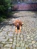 Rhodesian Ridgeback, Unser King mit 3 Moaten